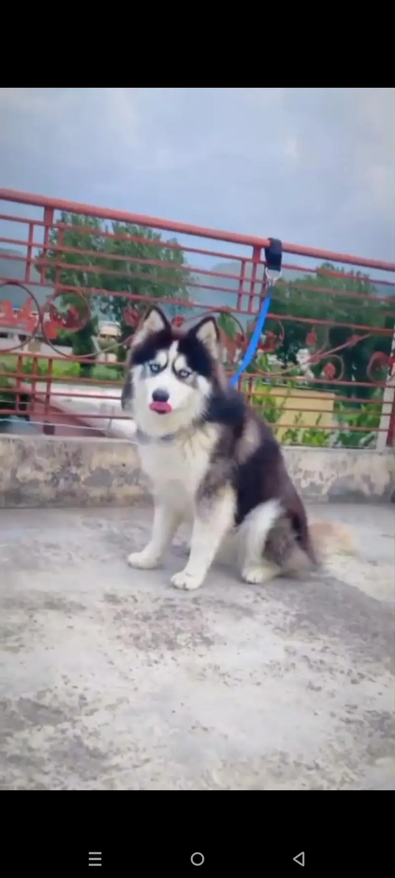 Premium Wooly Siberian Husky Male – Striking Blue Eyes | For Sale — photo 3