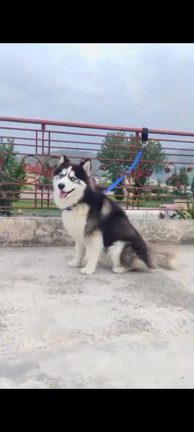Premium Wooly Siberian Husky Male – Striking Blue Eyes | For Sale — photo 4