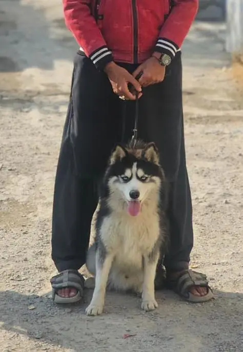 Premium Wooly Siberian Husky Male – Striking Blue Eyes | For Sale — photo 5
