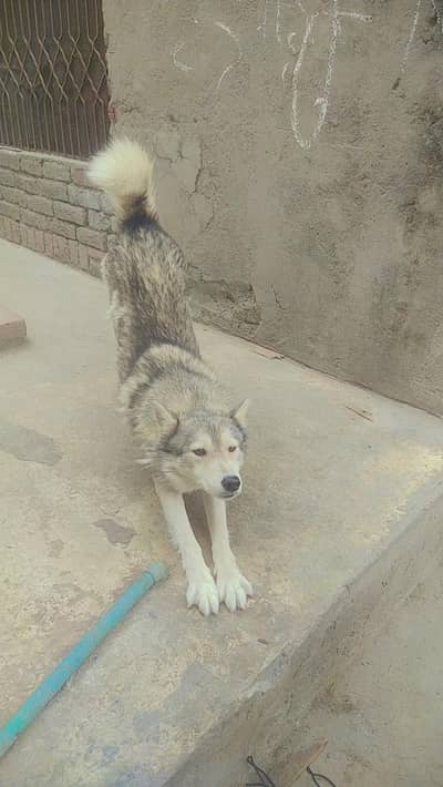 husky breeder female