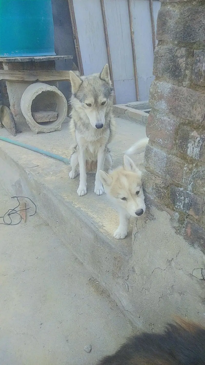 husky breeder female — photo 2