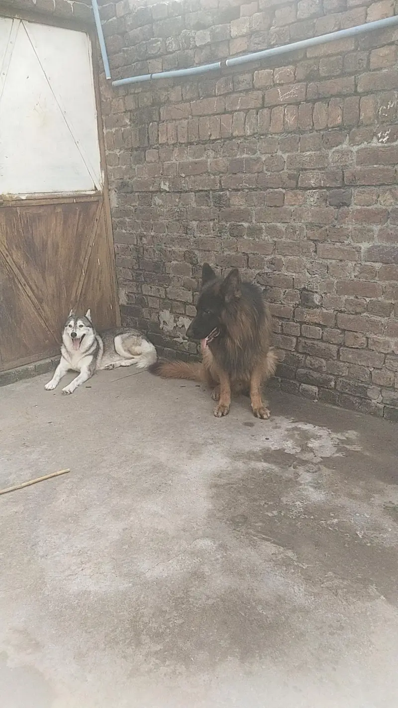 husky breeder female — photo 3