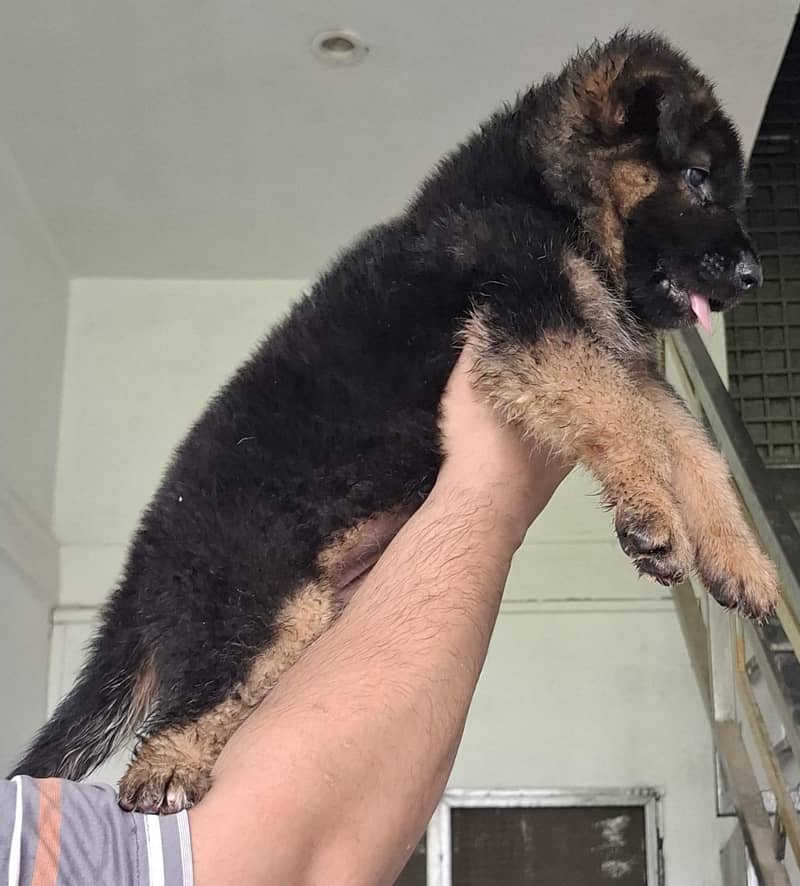 Breeder 0