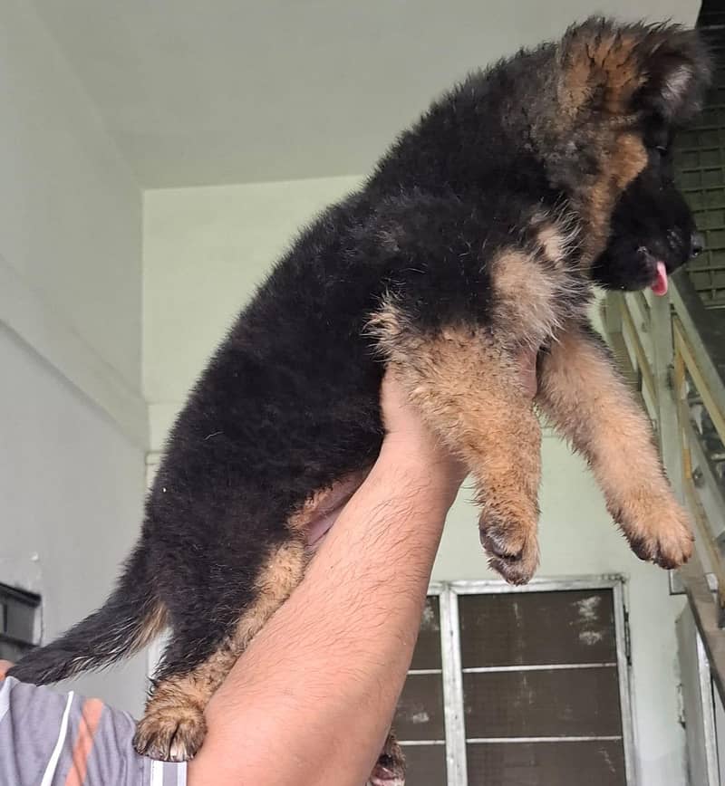 Breeder 1