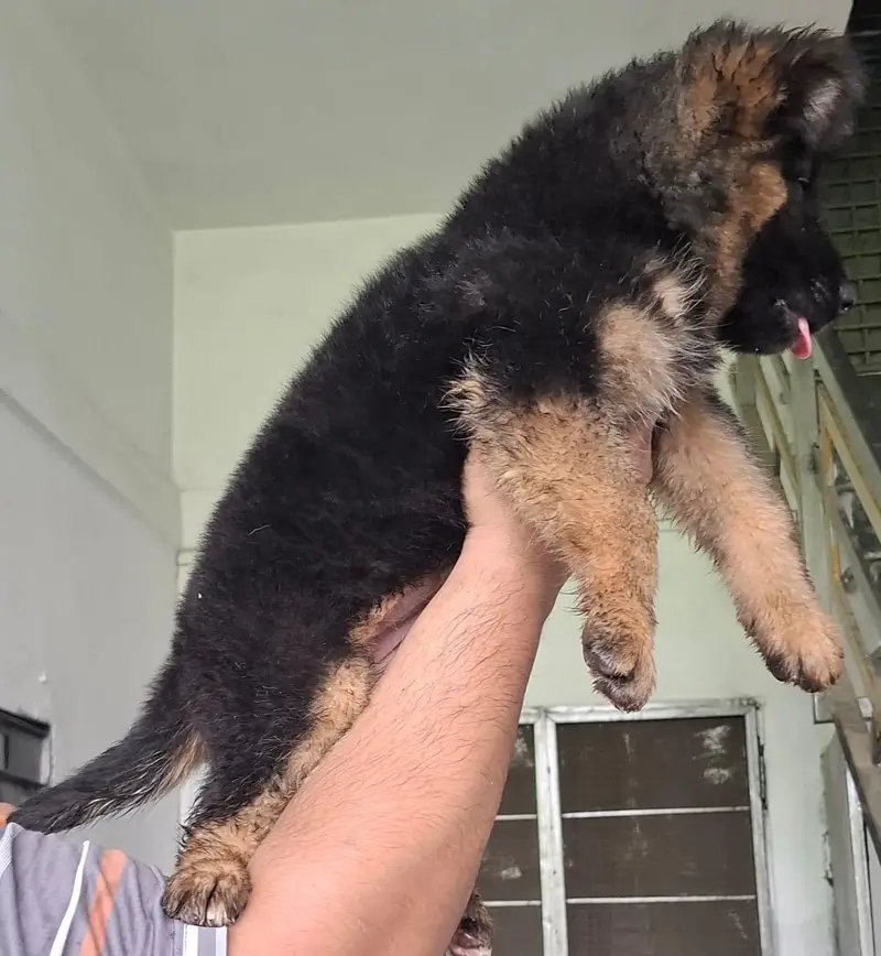 Breeder — photo 2