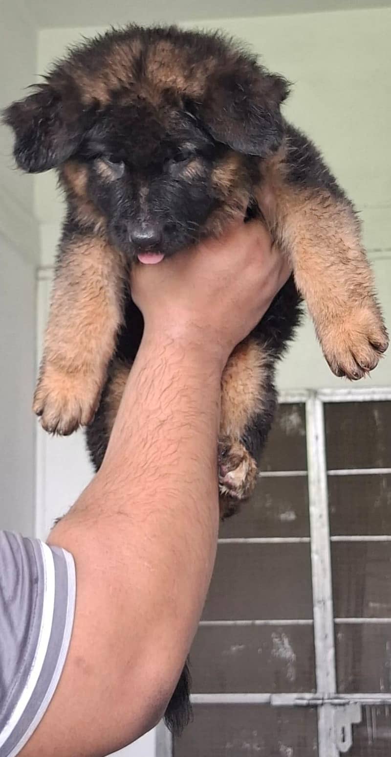 Breeder 2