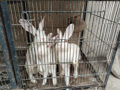 Rabbits 