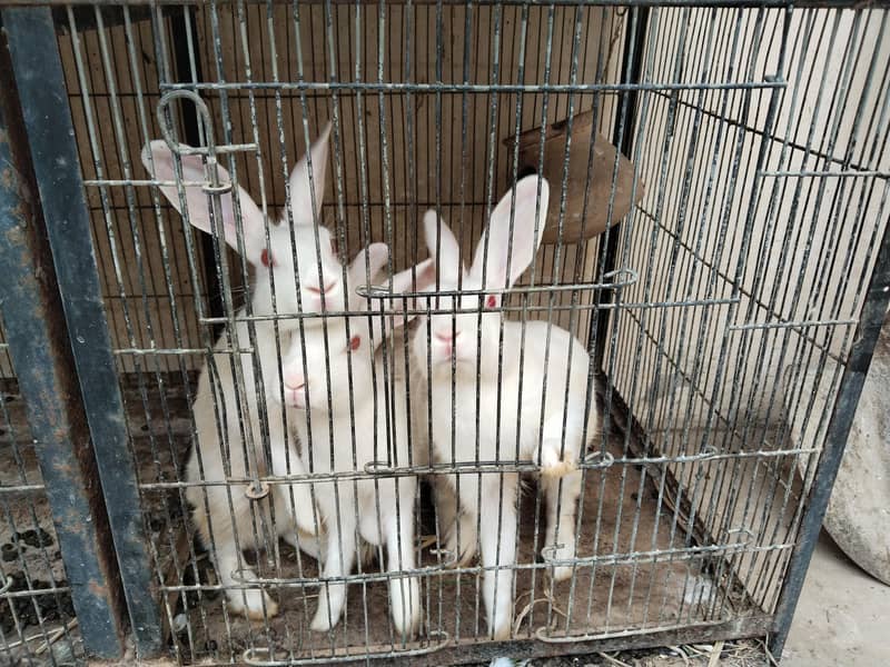 Rabbits  0