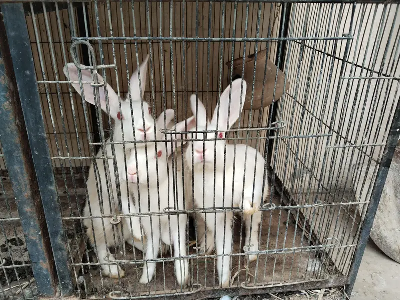 Rabbits 