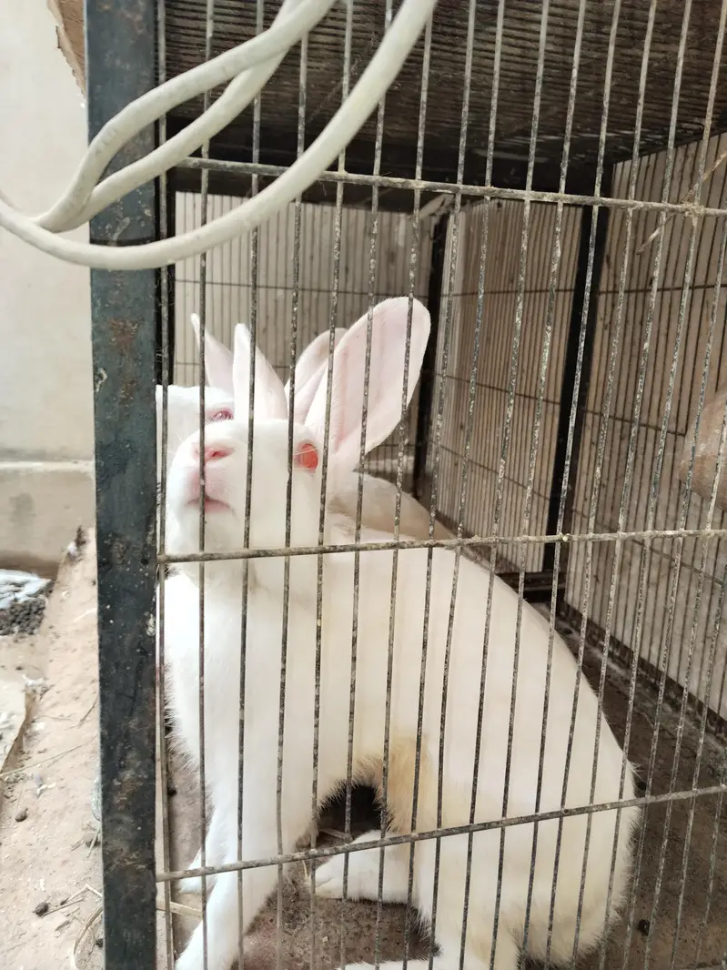 Rabbits  — photo 2
