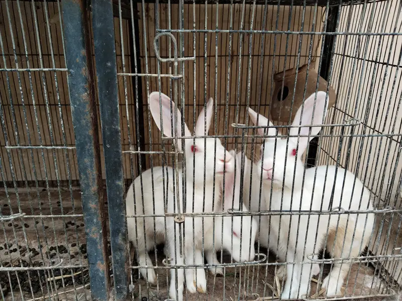 Rabbits  — photo 3