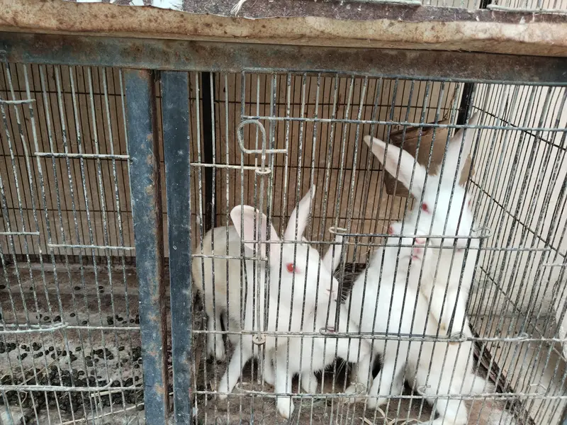 Rabbits  — photo 4