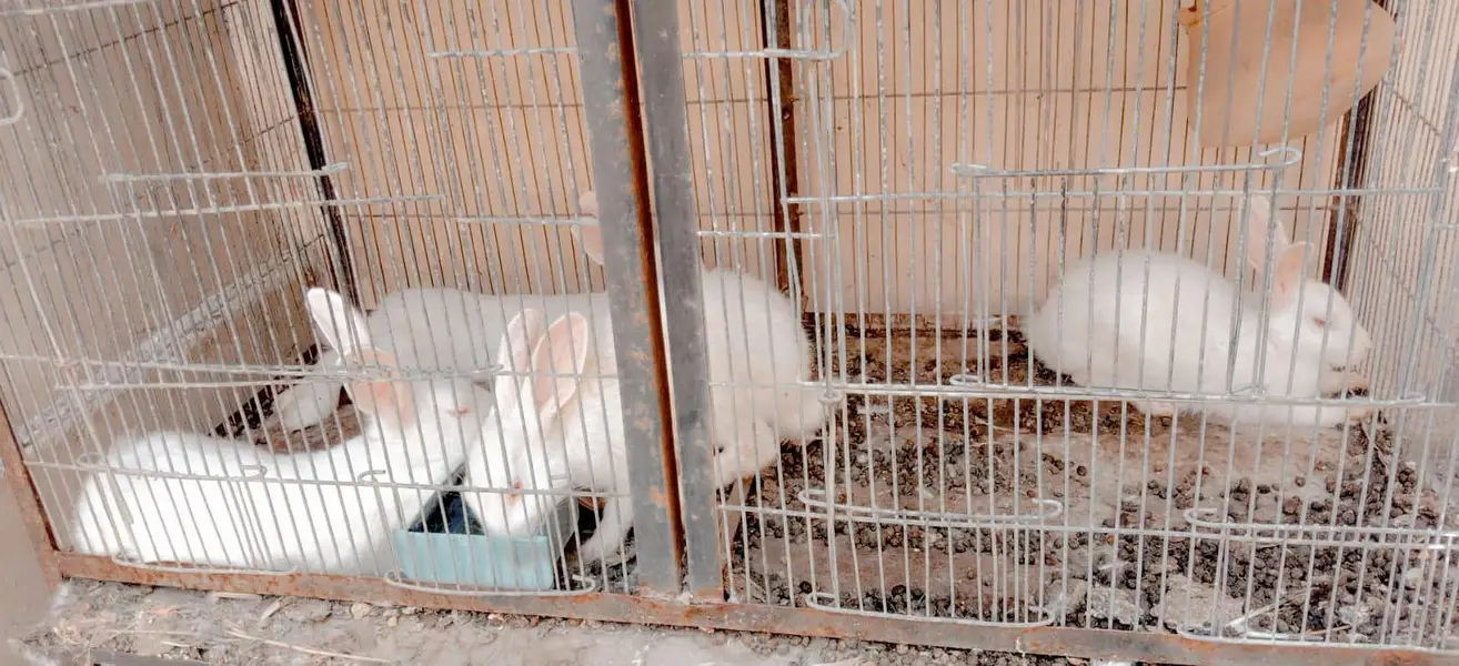 Rabbits  — photo 5