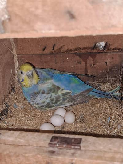 RAINBOW PAIR FOR SALE / KING SIZE MALE