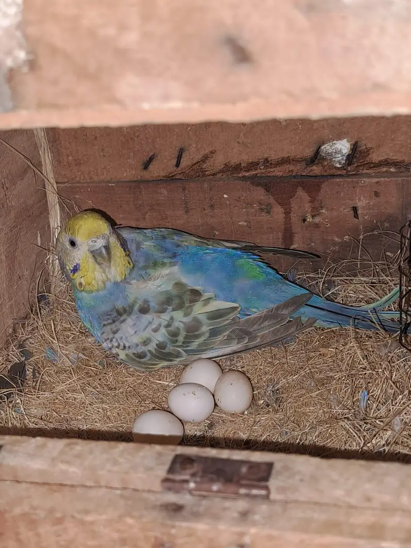 RAINBOW PAIR FOR SALE / KING SIZE MALE — photo 4