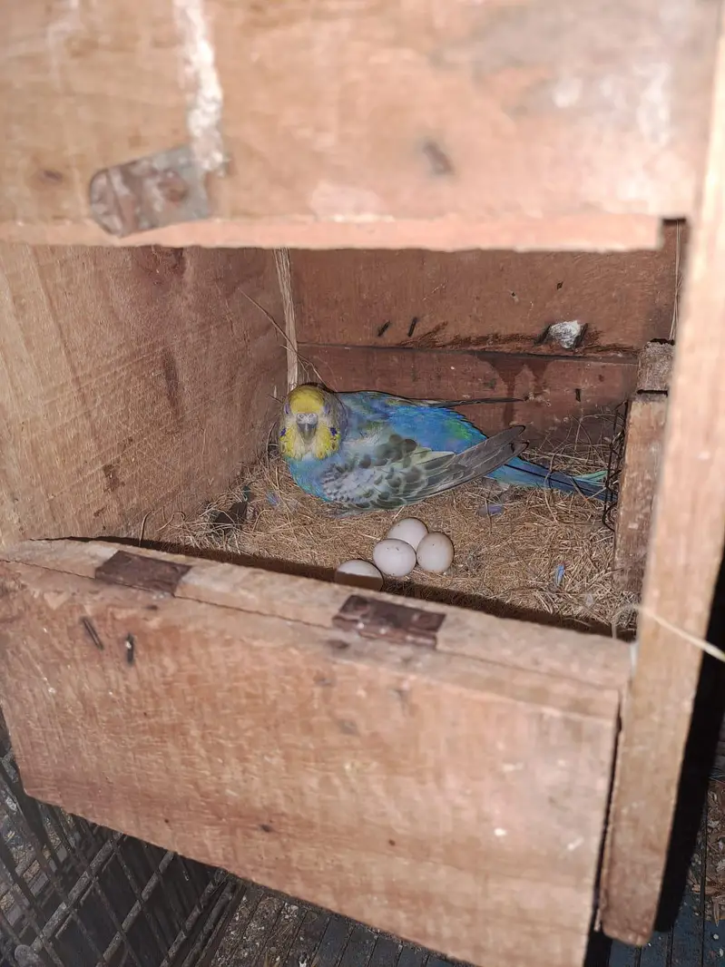 RAINBOW PAIR FOR SALE / KING SIZE MALE — photo 5