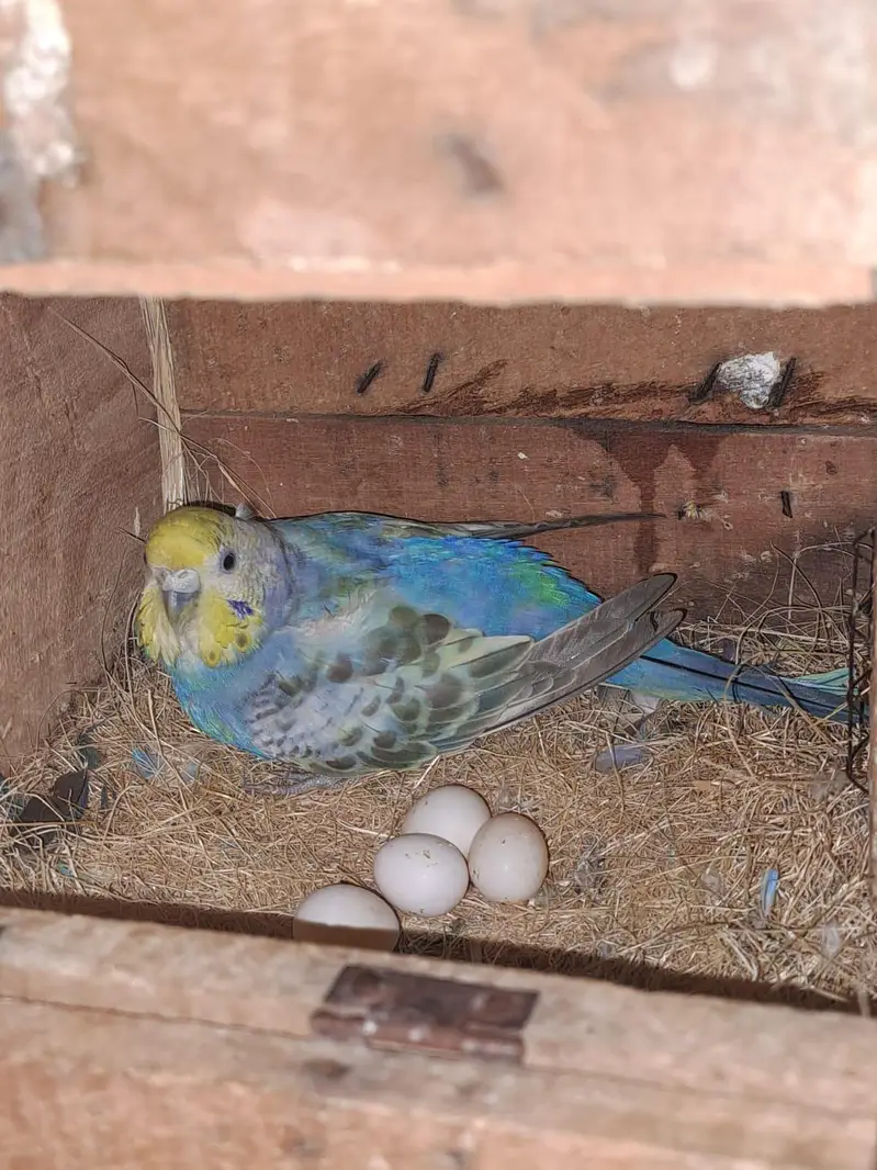 RAINBOW PAIR FOR SALE / KING SIZE MALE — photo 6