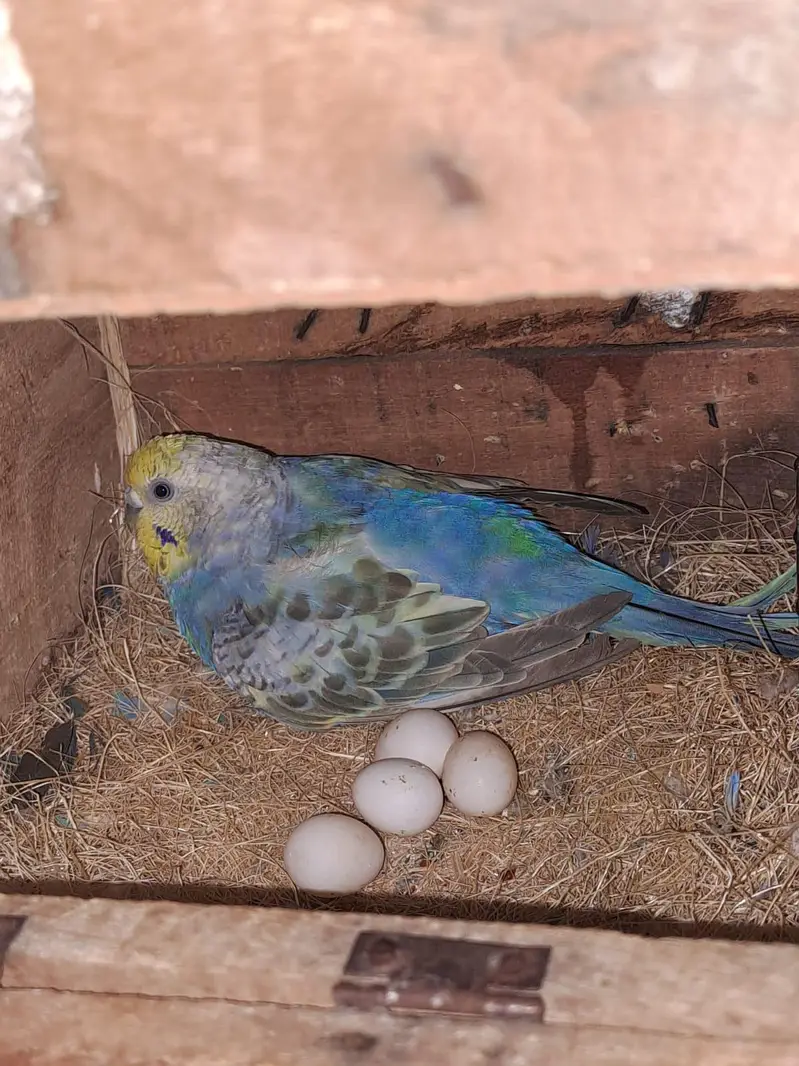 RAINBOW PAIR FOR SALE / KING SIZE MALE — photo 7