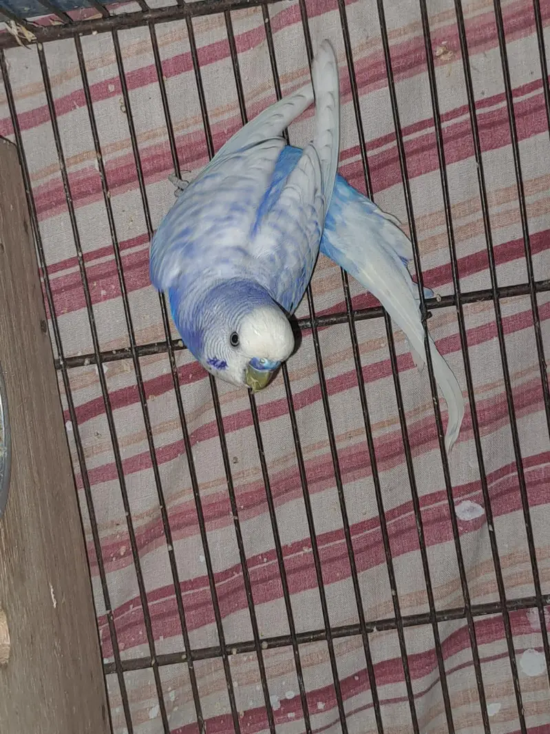 RAINBOW PAIR FOR SALE / KING SIZE MALE — photo 8