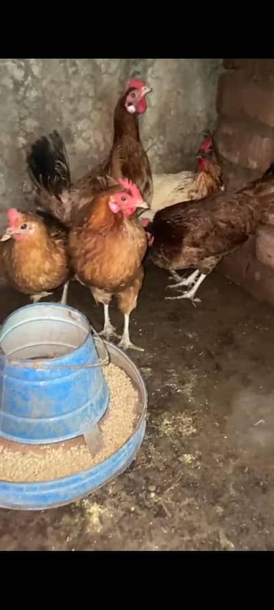 ando wali murghiya or stater pathiya ha 4 months wali for sale