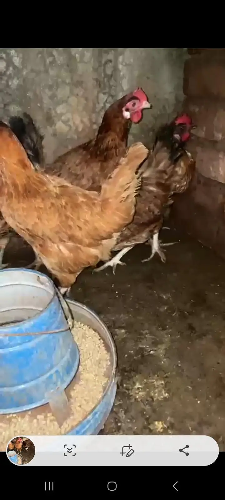 ando wali murghiya or stater pathiya ha 4 months wali for sale — photo 2