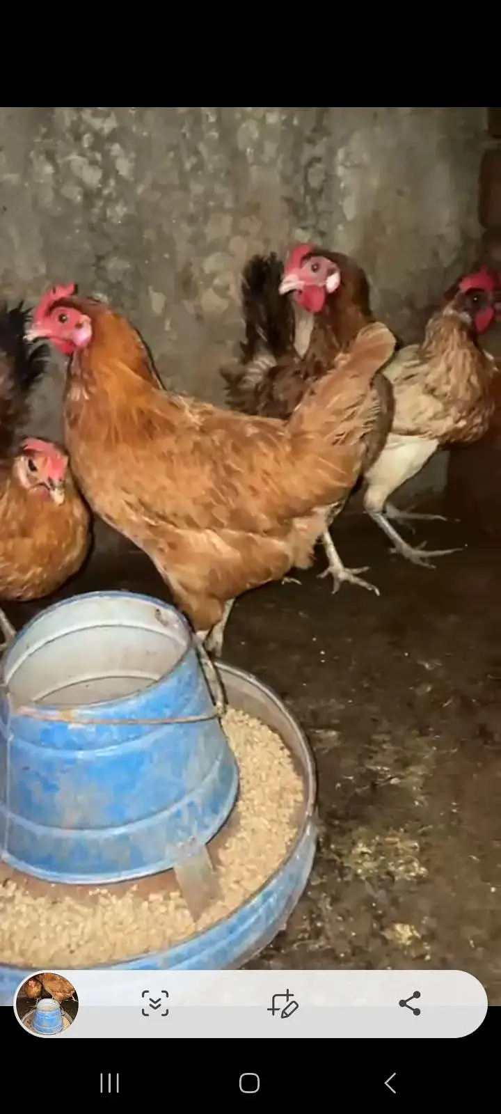 ando wali murghiya or stater pathiya ha 4 months wali for sale — photo 3
