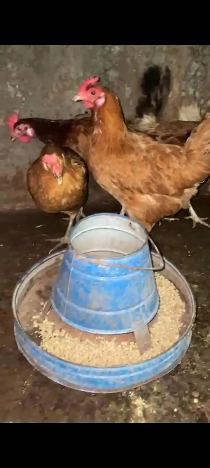 ando wali murghiya or stater pathiya ha 4 months wali for sale — photo 4