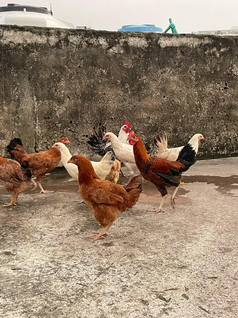 ando wali murghiya or stater pathiya ha 4 months wali for sale — photo 6
