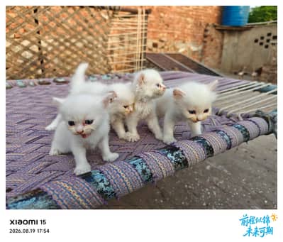 Sweet kittens pairs for sale