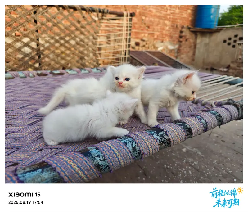 Sweet kittens pairs for sale — photo 2
