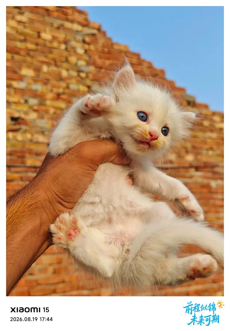 Sweet kittens pairs for sale — photo 3