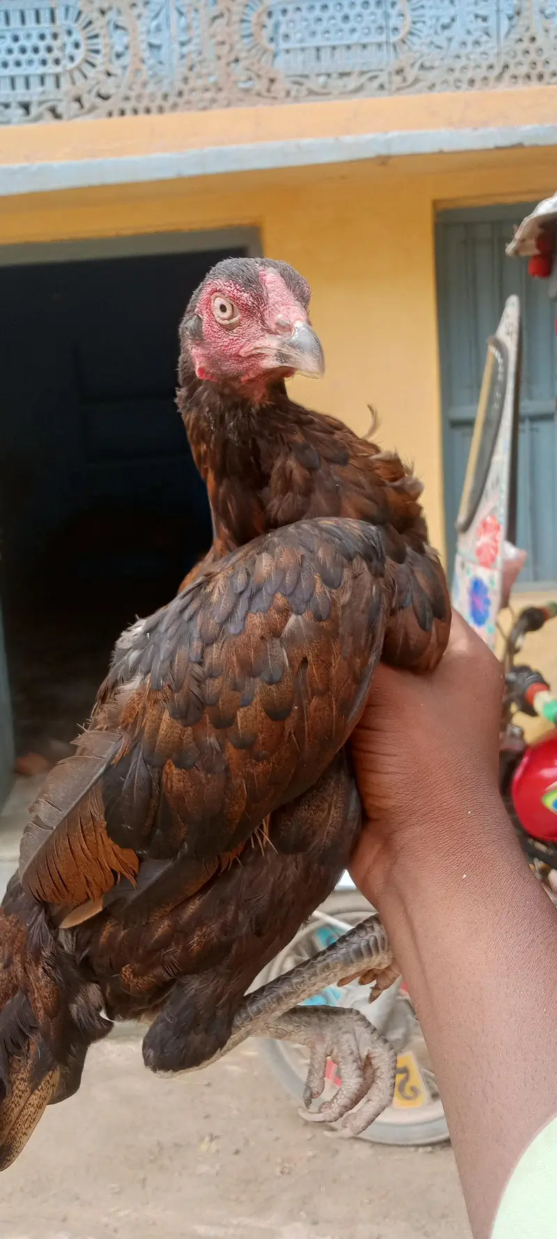 home breed — photo 3