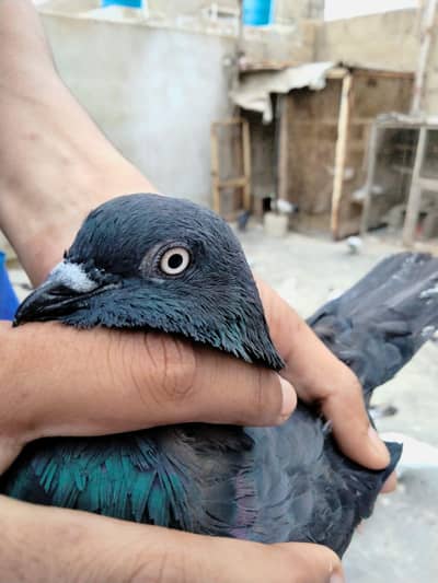 pigeon sale