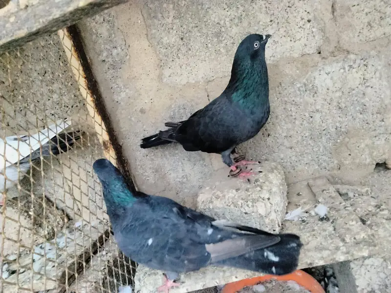 pigeon sale — photo 2