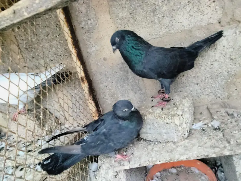 pigeon sale — photo 3