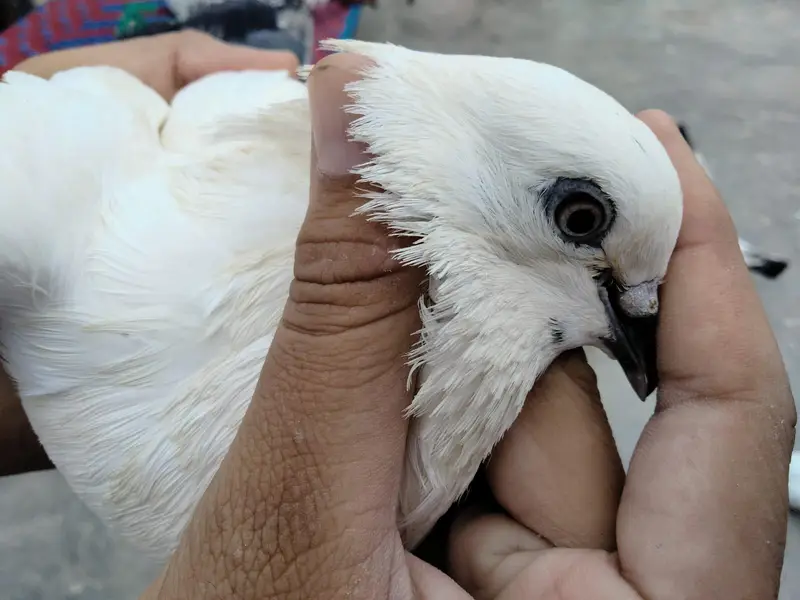 pigeon sale — photo 4