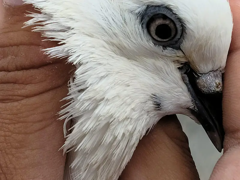 pigeon sale — photo 5