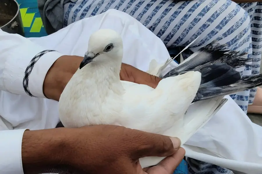pigeon sale — photo 6