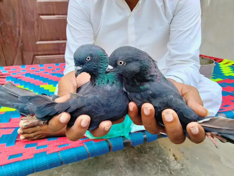 pigeon sale — photo 7