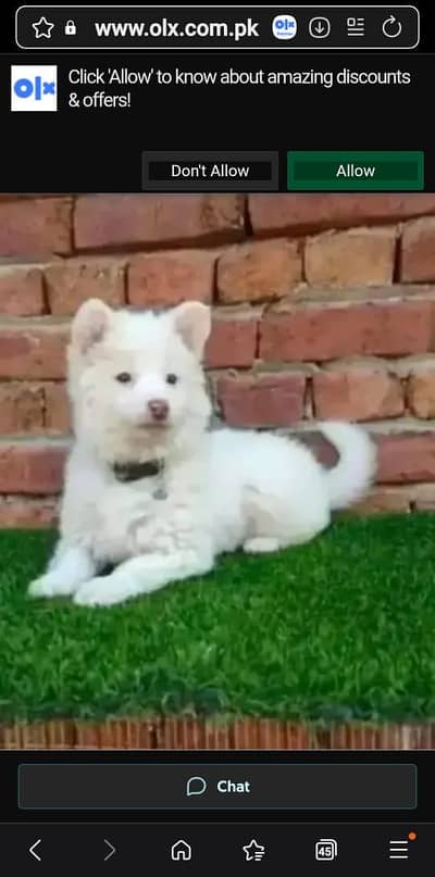 Russian puppy dog for sale