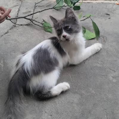 Beautiful Home Pet Cat