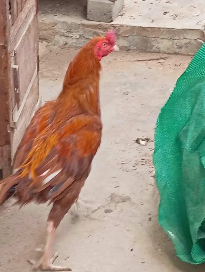 pure aseel peela — photo 2