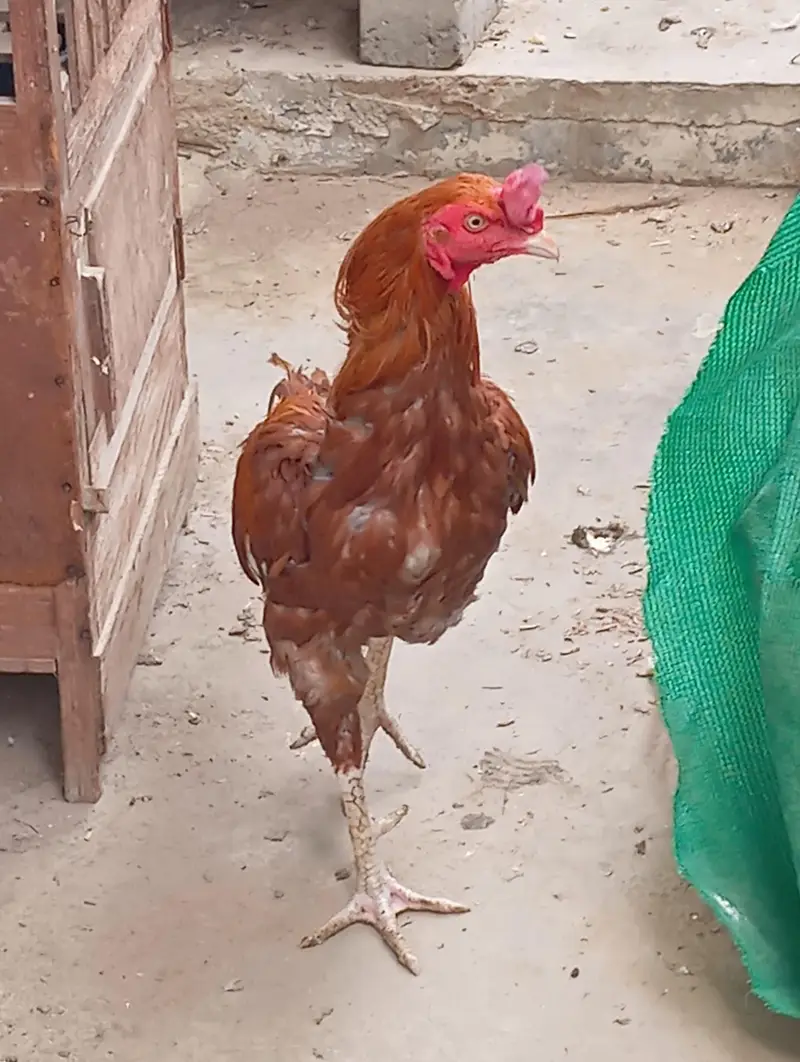 pure aseel peela — photo 3