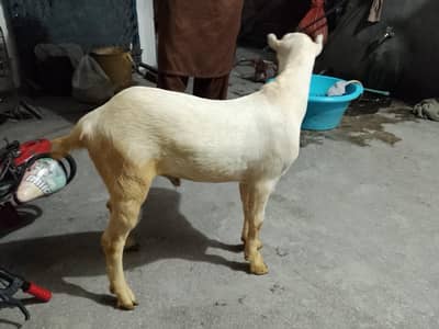 pure gulabi