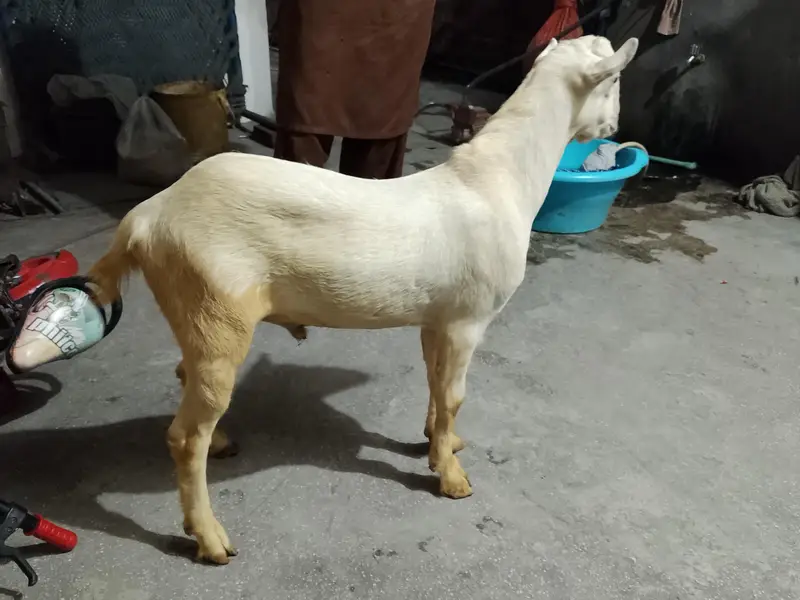 pure gulabi — photo 6