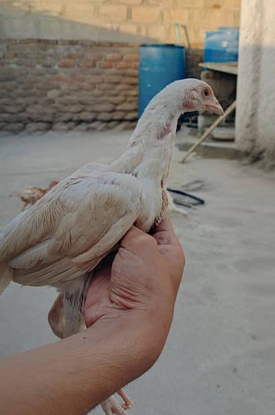 Heera Aseel Male chick 0/3/1/9/9/6/2/8/7/0/5