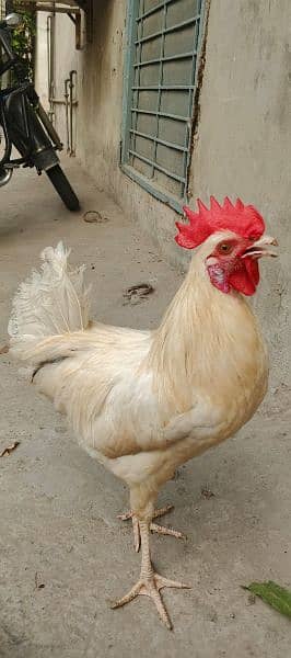 white Roaster