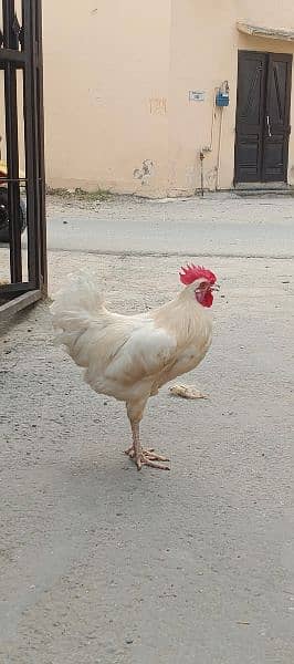 white Roaster 3