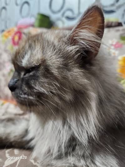persion cat