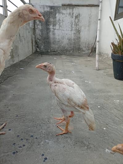 Mianwali quality Aseel chicks available shamo cross Heera cross